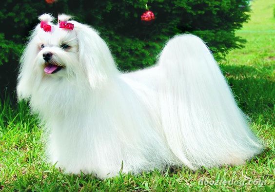 Gallery Maltesi