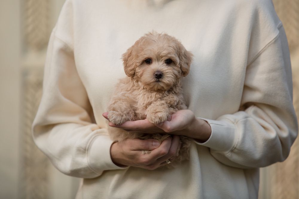 Gallery Maltipoo